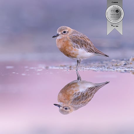 Image by John Parker, Maddox Photography NZ. New Zealand bird photography tours & workshops. Image of New Zealand Dotterel award winning