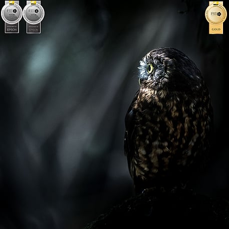 Image by John Parker, Maddox Photography NZ. New Zealand bird photography tours & workshops. Image of New Zealand Morepork.