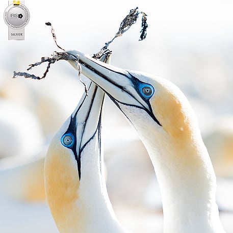 Image by John Parker, Maddox Photography NZ. New Zealand bird photography tours & workshops. Image of New Zealand bird.
