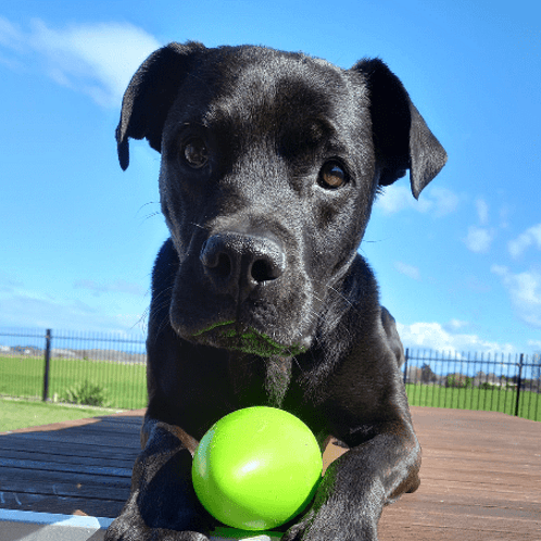 Poppy the dog from Baywide Equipment, Hawke&rsquo;s Bay