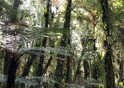 Pureora Forest - an ancient place now the heart of conservation.