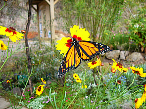 Butterfly Garden - A N.Z. Habitat Garden (one of three), is a popular addition to the Park featuring native Admiral butterflies and many Monarchs in a beautiful wild flower garden with many nectar flowers providing sustenance for the butterflies.