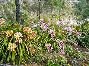 Orchids - These were one of the first plantings at the Park after a local commercial grower donated over 1000 cymbidiums. They now number up to 3000 and are a major attraction from April to November, all growing outside. Many other species have now been added to the Orchid Area including catteleya, odontoglossam, and cypropedium.