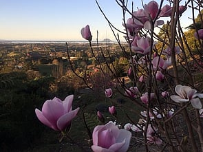 Magnolias - This area is being developed (started in 2009) featuring a good selection of magnolias underplanted with helleborus and kalmia.