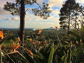 South African area - Development of a South African area for proteaceae and bulbs commenced in 2002, and includes 80 strelizia with a continual display of flowers.