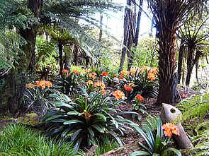 Clivias - A wonderful display of clivias can be seen flowering in spring under the pungas on the Sculpture Path.