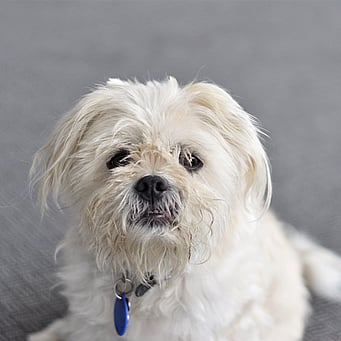 Nizmo - Nizmo is the boss of Mikes Marine Silverdale and is great at keeping kids entertained!