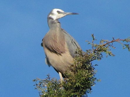 One of the visitors to our garden - a White Faced Heron.