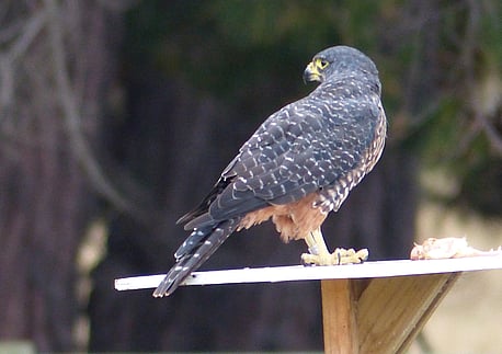 Photo taken by favourite return guests and bird watchers from the U.K - Paul and Theresa.