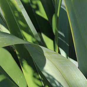 Positivity - Apply a positive and strengths-based view of students, teachers and each other.