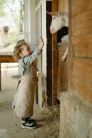 child in barn with goat over biochar barn litter pile