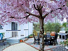 Outdoor patio area behind blossom tree