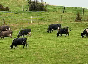 103 x In-calf Kiwi X Cows - BW: 215, PW: 274Jason Roberts, 027 707 1271