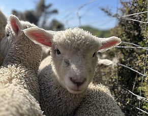 Measuring FarmIQ return on investment in cold hard cash Part 2: Elite flocks