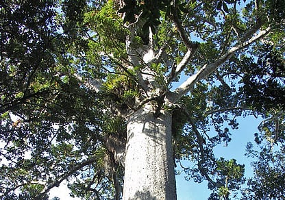 Looking up at a NZ kauri tree in the Waitakere ranges