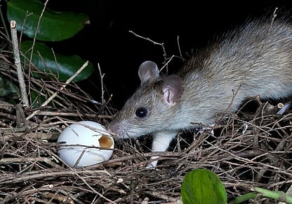 pest rat stealing a bird egg