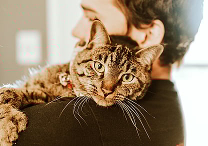 tabby cat with a red collar and bell rests on owners shoulder