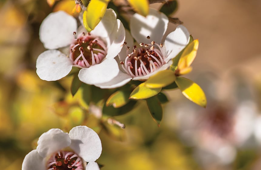 Manuka Flower Image