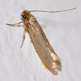 Clothing moths eating clothes in Cambridge NZ