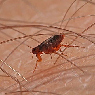 Flea infestation control and extermination Cambridge