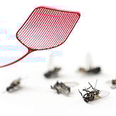 Cambridge house fly control and extermination services