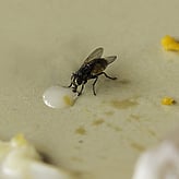 Cambridge house fly control and extermination services