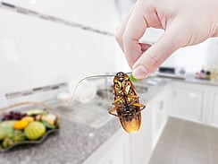 Cockroach found in kitchen in Cambridge, New Zealand