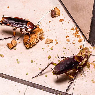 Cambridge cockroaches pest control Services