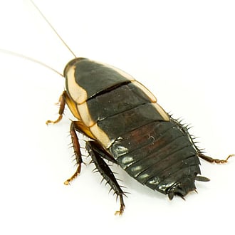 wood roach. Pest Control services