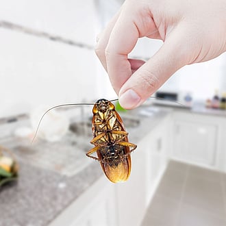 Got a cockroach problem in Cambridge?