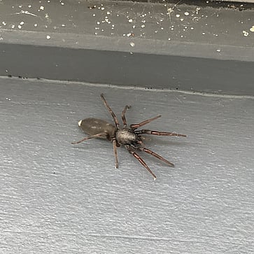 White tail spider. Spider Pest Control Services