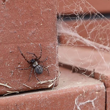 black spider cambridge. Spider Pest Control Services