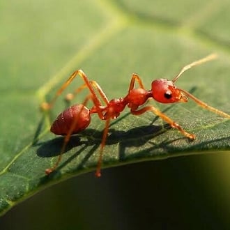 Ant Pest Control Services Cambridge