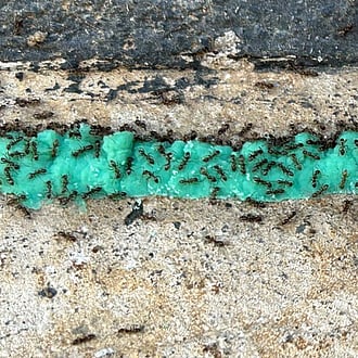 baiting for ants. Ant Pest Control Services Cambridge