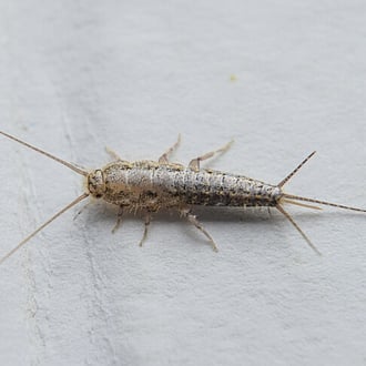 Silverfish insect. Pest control for Silverfish in Cambridge