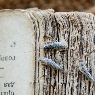 Silver-fish pest insect. Need help with Pest control in Cambridge?