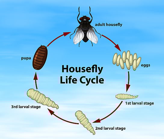 House fly lifecycle. Need help with house fly extermination? Call us today