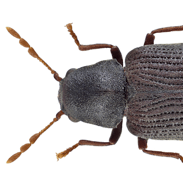 NZ borer beetle