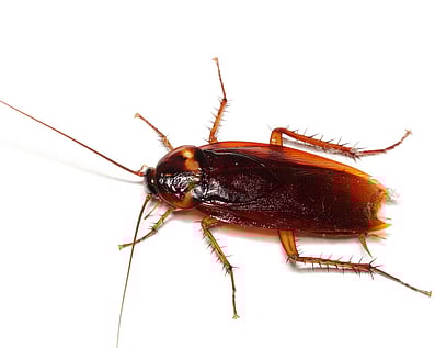 American Cockroach. big red cockroach