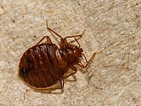 bed bug problem