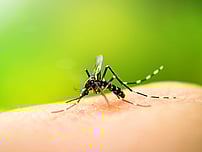 mosquito treatment