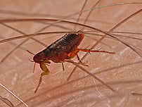 fleas biting