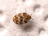 beetle eating carpet