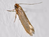 Clothing moth Tineola bisselliella eating clothes