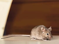 mice exterminator