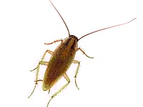 large cockroach