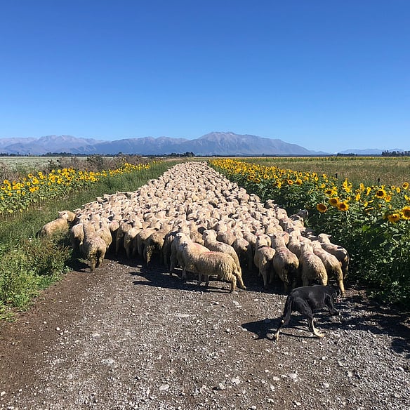Steve and Sally Sim on their Mid Canterbury farm, local farmers delivering trusted spraying services.