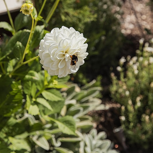 a bumble bee on a beautiful white flower at a residential home in Rotorua that has undergone extension landscaping by Ultrascape