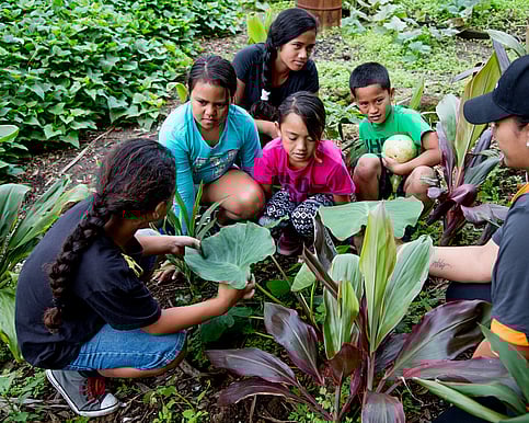Gardens | Mangere Mountain Education Centre