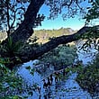 Tree overhanging the water with young people walking across a rope bridge above the water